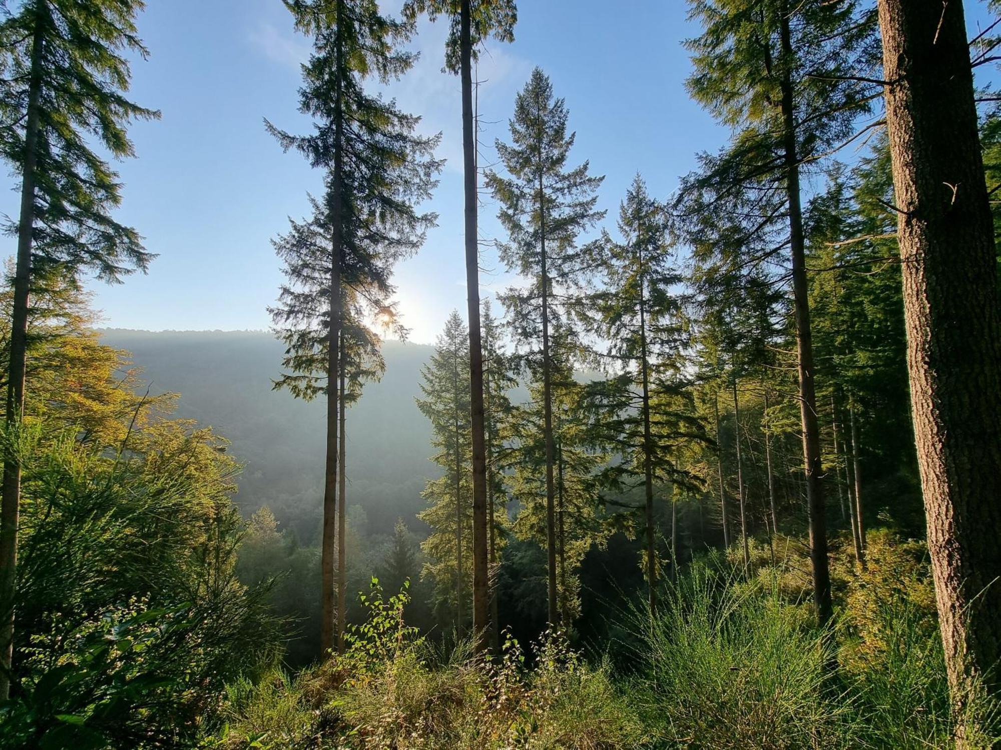 Pfalztraum Fewo'S Bruchweiler-Bärenbach 外观 照片